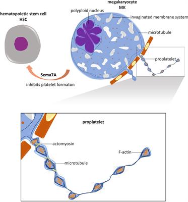 Platelet formation and activation are influenced by neuronal guidance proteins